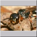 Harpactus lunatus - Grabwespe w02d - OS-Hollage Lehmkuhle.jpg